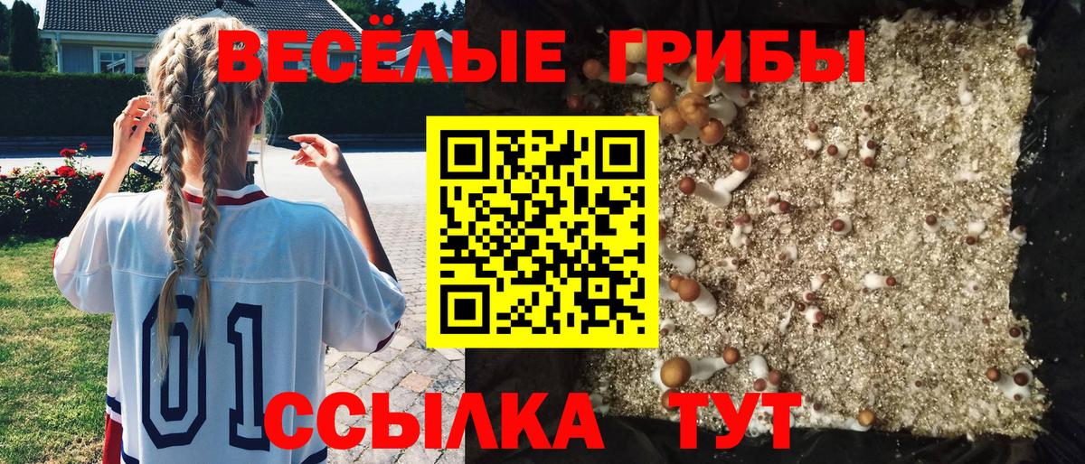 Псилоцибиновые грибы мицелий Сальск